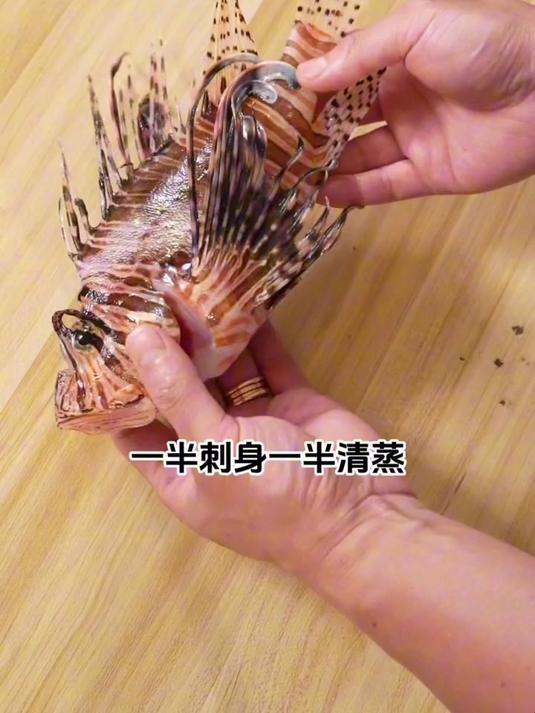 非常漂亮的长须狮子鱼！老规矩一半清蒸一半刺身尝
