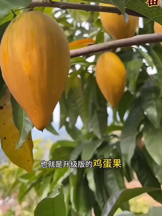 鸡蛋果树苗,让你在家也能种出美味水果!