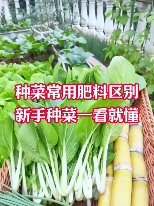 种菜常用的肥料区别