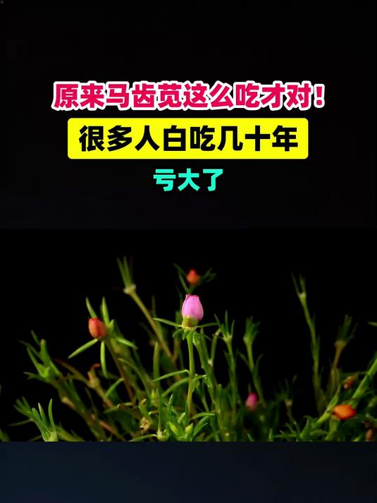 原来马齿苋这么吃才对！很多人白吃几十年，亏大了 #扬帆养生季#