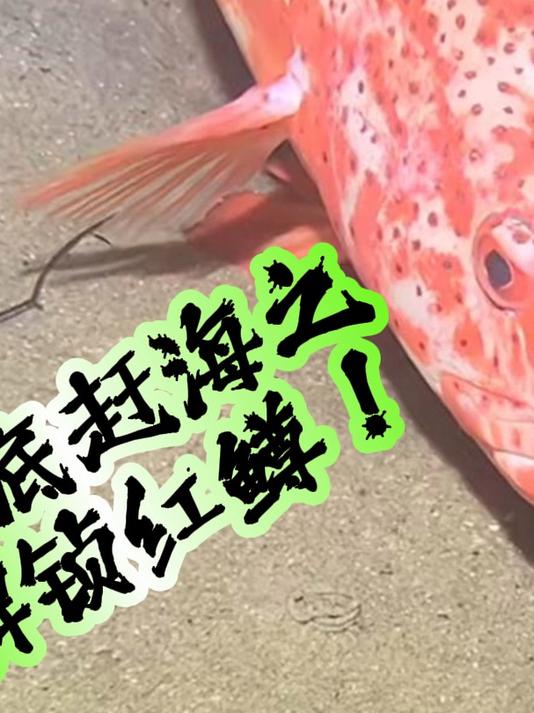 海底赶海，一只溺水的鱼，解锁新物种红鳟