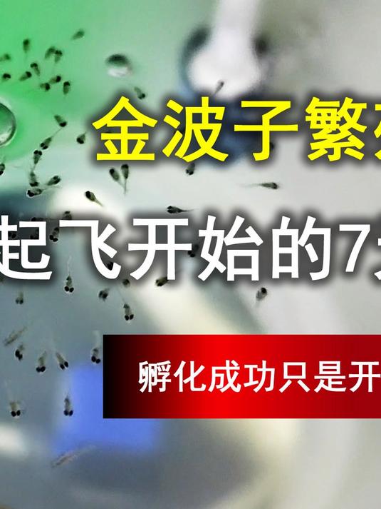 金波子繁殖生死 7 天,孵化成功只是开始!注意这两个环节
