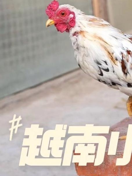 超小体的越南小竹鸡可玩性真的太高了