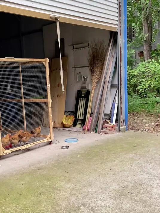 简易的材料做鸡笼,想要养鸡,低成本就能搞定