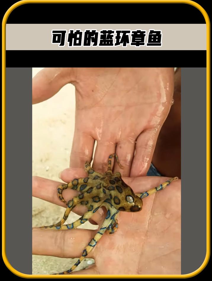 这种全身布满了蓝色的小圆圈,人畜无害的章鱼,是非常恐怖的