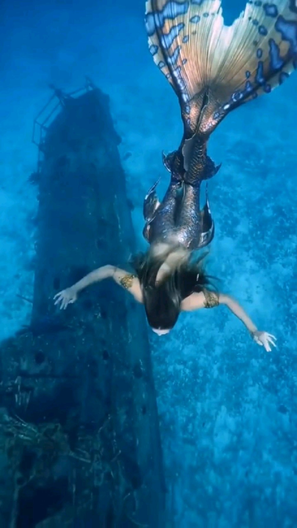 海底世界真的有美人鱼