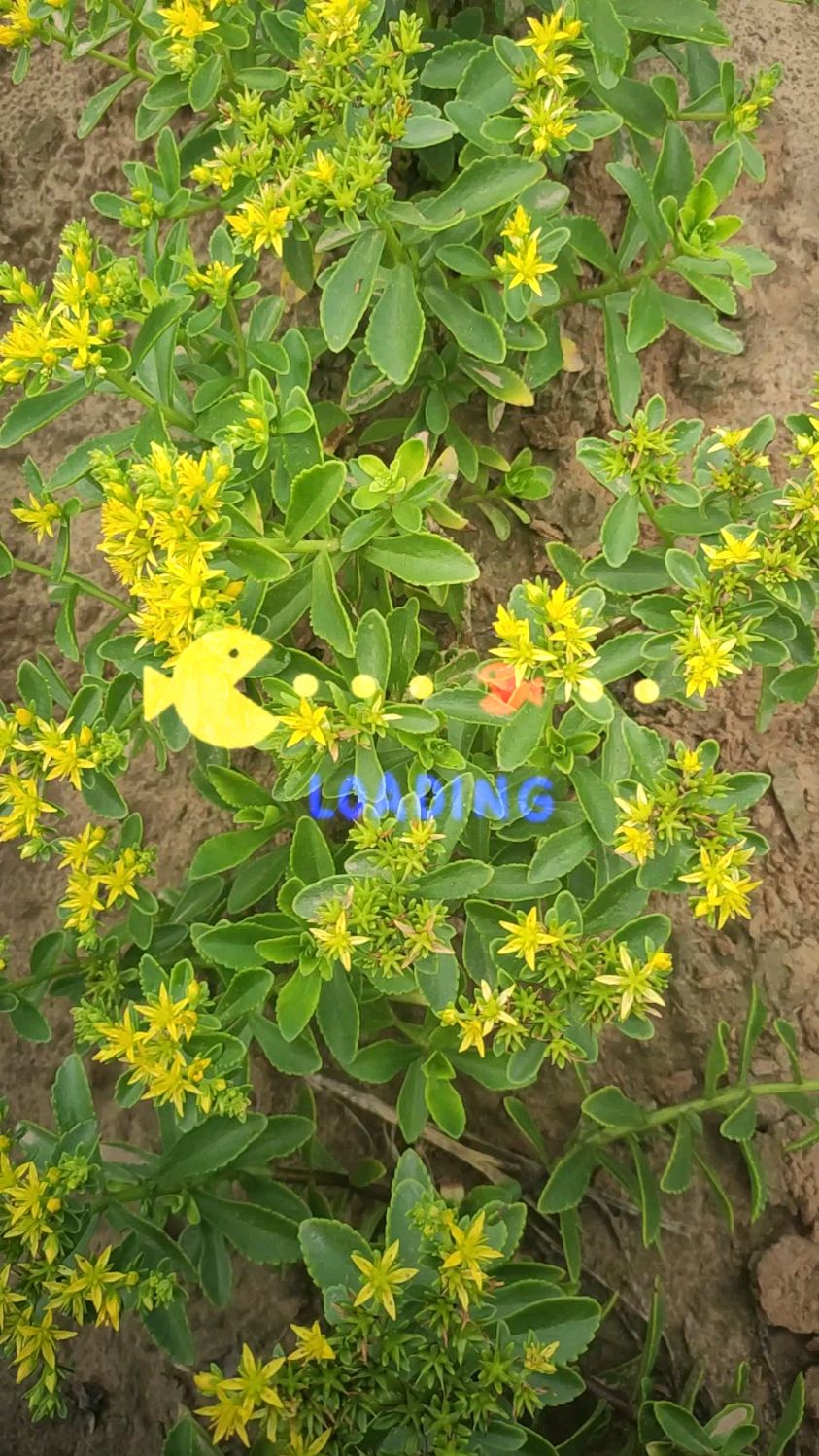 养心菜,耐寒耐旱,好养活,掐一个茎插土里就活,太厉害了