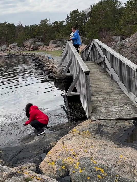 我们这边的熊葱野韭菜才刚刚长出来,虽然不好采但很嫩
