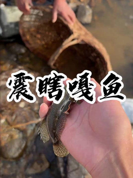 震瞎嘎鱼 今年冬天第一次抓瞎嘎鱼，回来贴鱼锅饼子，实在太好吃