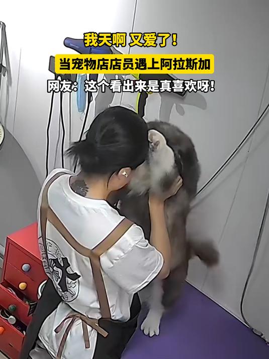 当宠物店店员遇上阿拉斯加，网友：这个看出来是真喜欢呀！