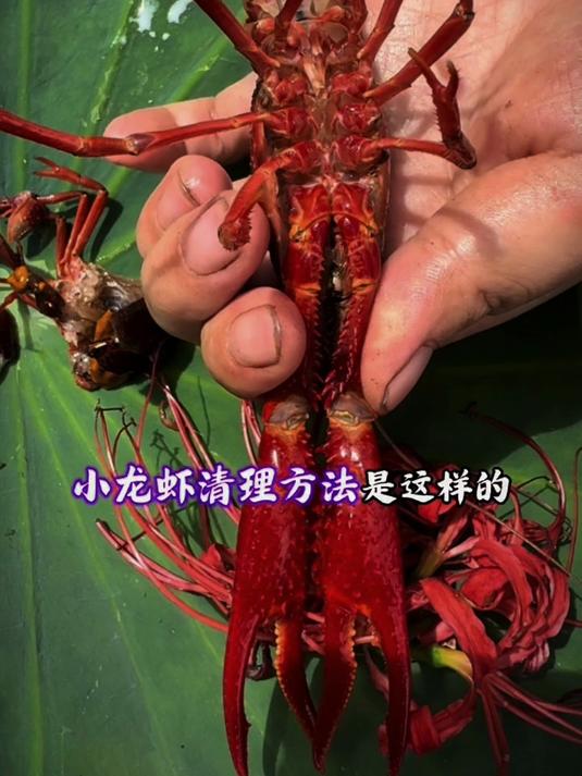 小龙虾这样处理特别干净