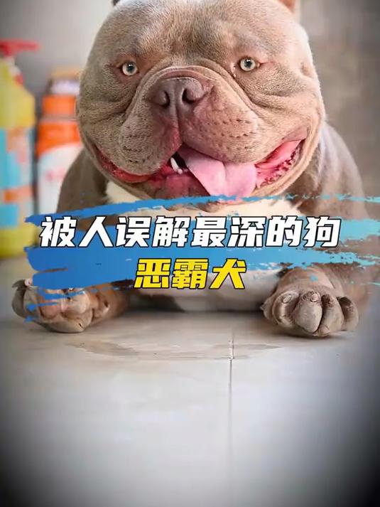 被人误解最深的狗狗:恶霸犬!