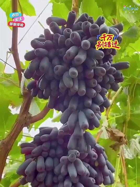 黑美人葡萄干软糯香甜颗颗饱满