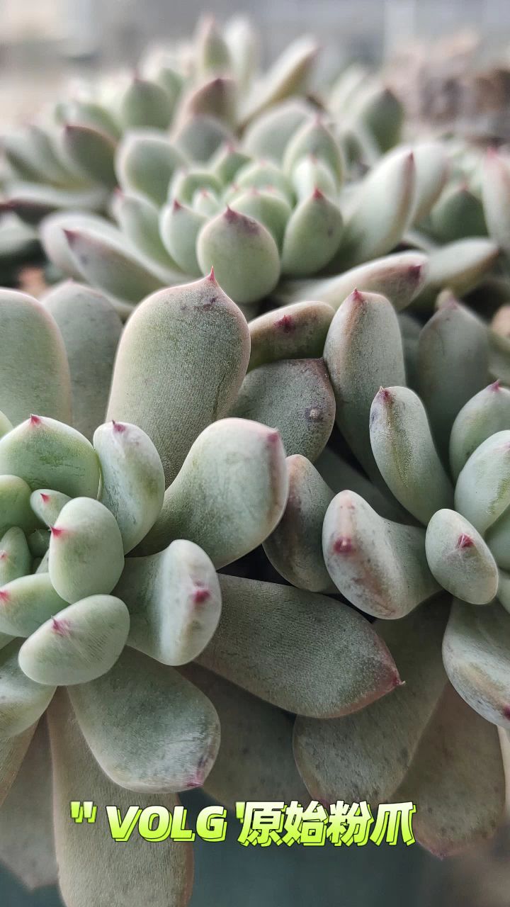 在广东养多肉,原始粉爪你值得拥有!