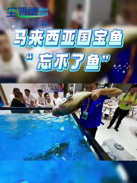 马来西亚国宝鱼“忘不了鱼”-鲜活出水,宝速德“氧”护全程