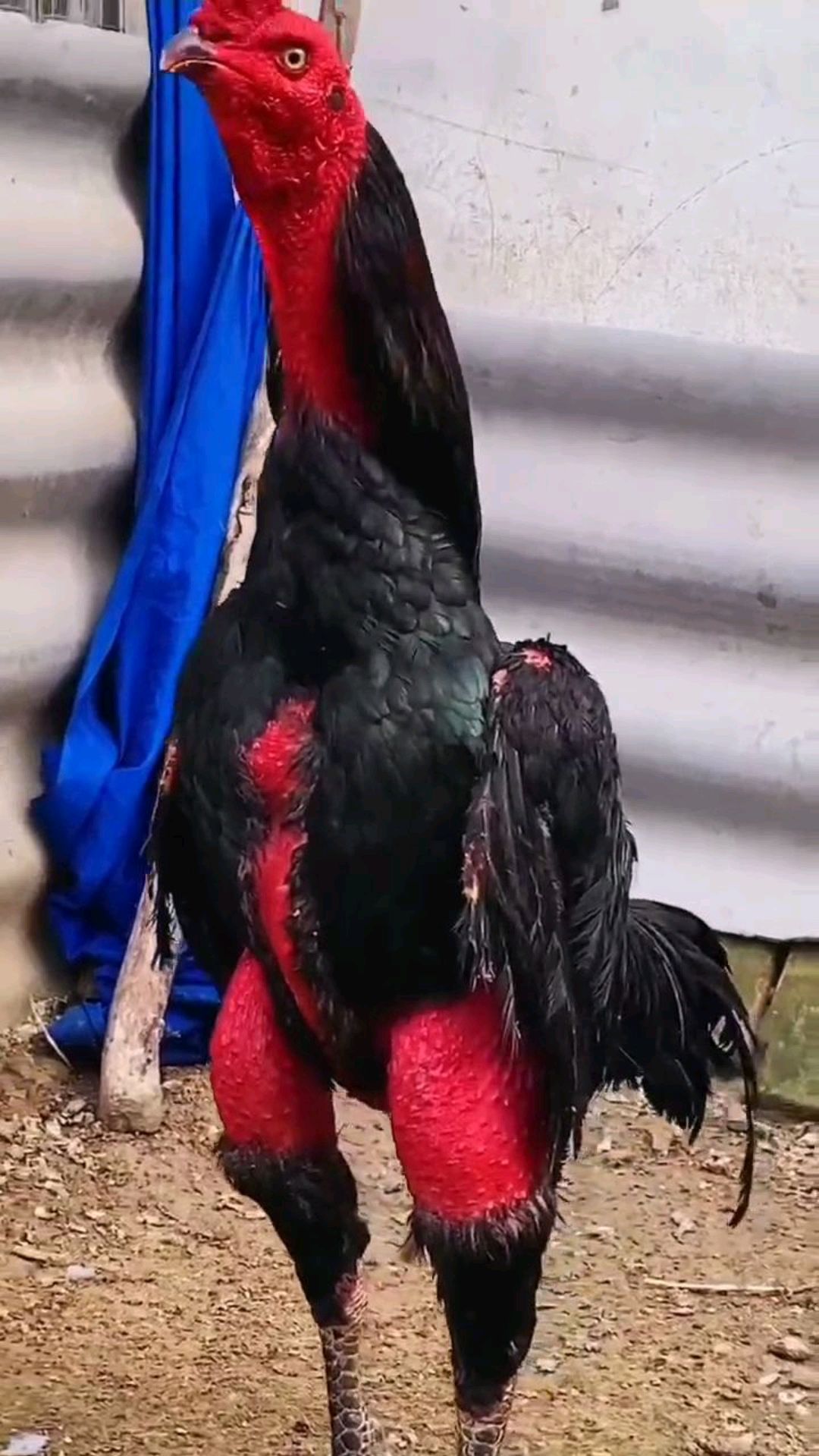 越南斗鸡大种公欣赏