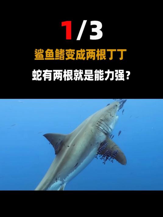 动物的丁丁骨备受追捧?美国议员甚至用上丁丁棒槌!