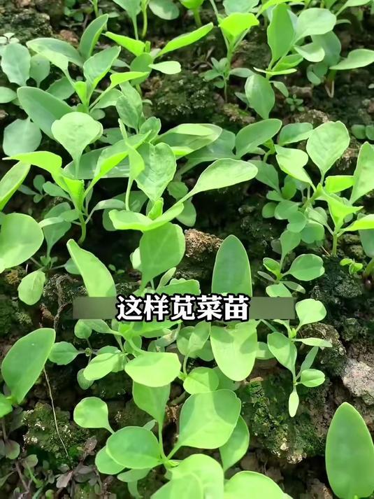 红苋菜种子耐贫瘠,紫红叶富含铁元素,孕妇孩子多吃好