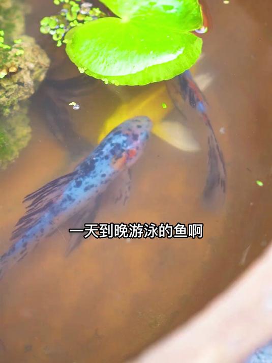 我只是想了下 事实证明胖妹还是爱我的 来口鲜嫩好吃的的清蒸鲈鱼 真的太香了 #农村美食#