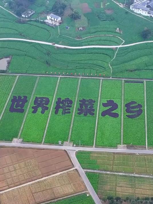 榨菜之乡,带你来了解!