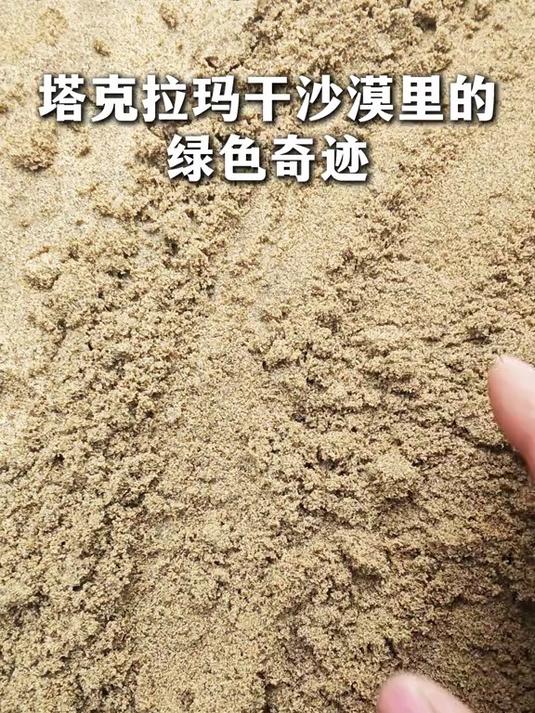 当沙漠长出苜蓿,塔克拉玛干沙漠也有了“绿色奇迹”