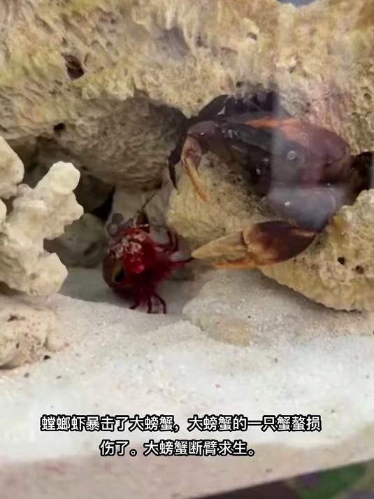 螳螂虾 螃蟹