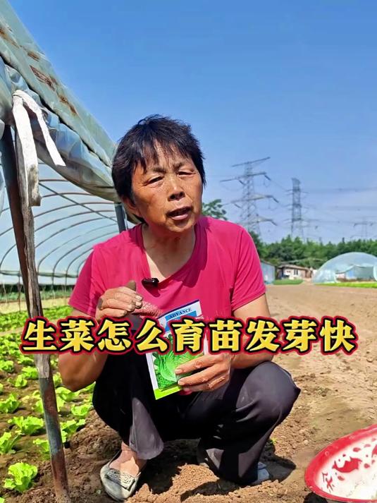 生菜天气热温度高的时候怎样育苗发芽快呢