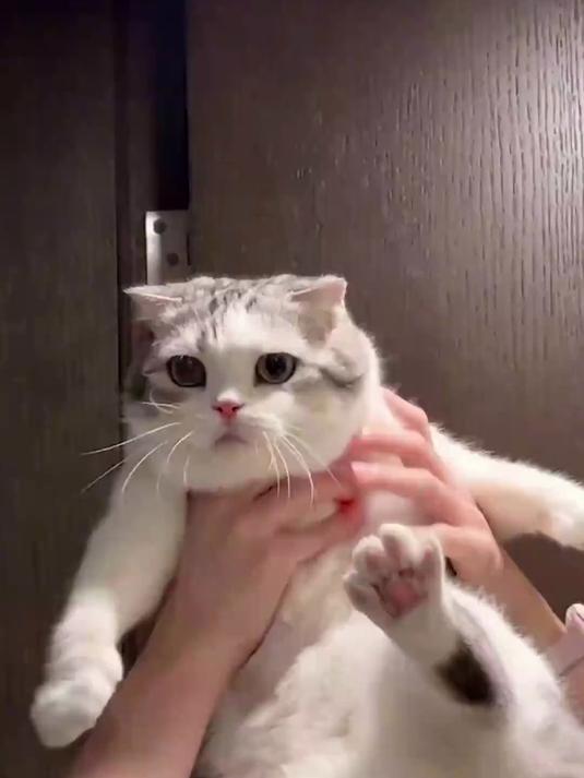 小馋猫原来是这样的