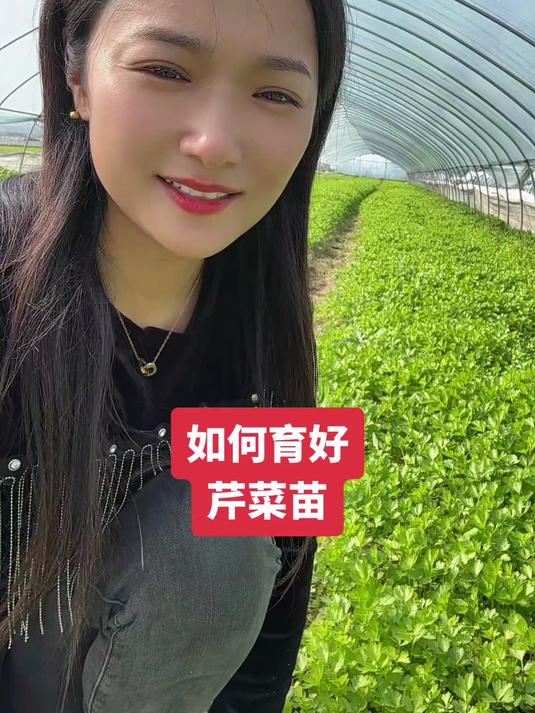 个人观点，如何育好芹菜苗