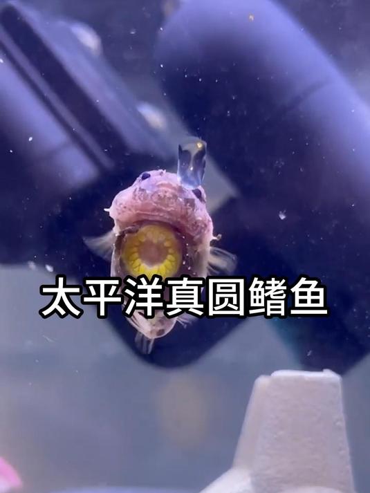 这个肚子上长着爱心看起来会发光的小家伙是一只太平洋真圆鳍鱼