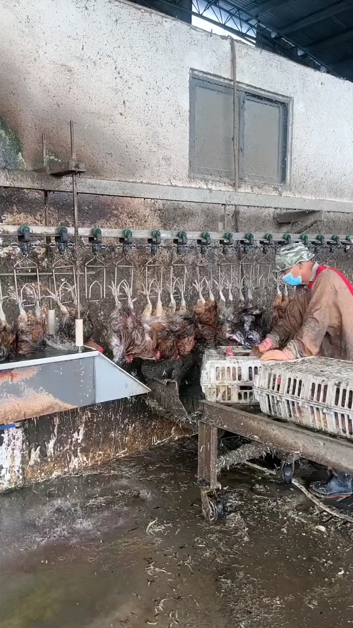 杀鸡不用刀,残忍吗,吃的时候少吃了吗?