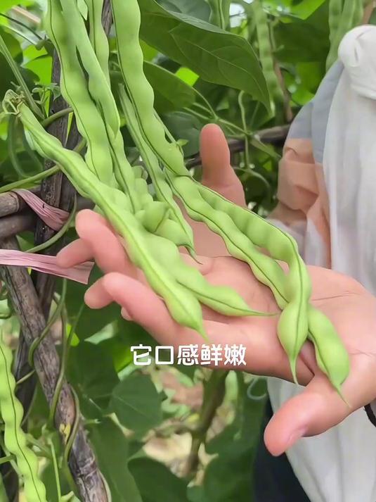 不用搭架四季豆,家里阳台小院空着的都可以种!