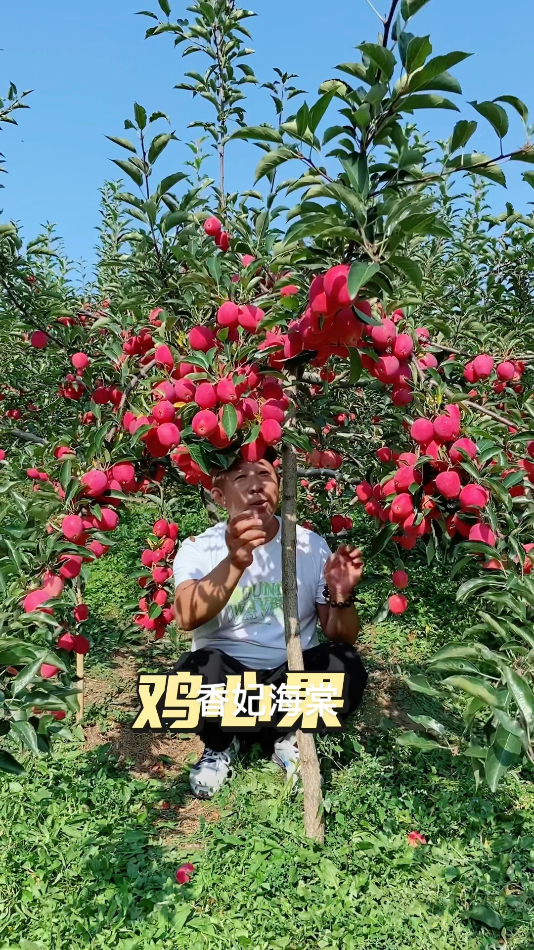 鸡心果 香妃海棠