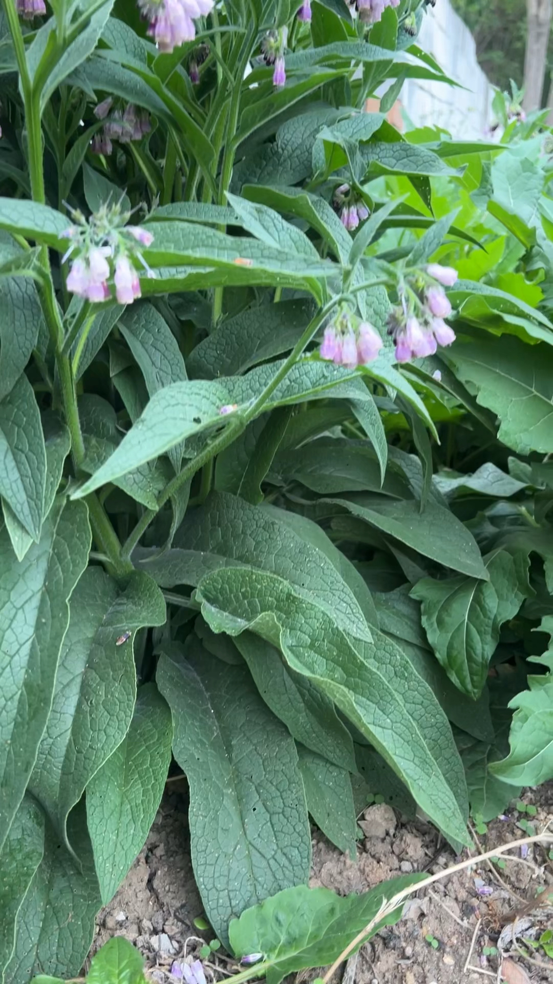 俄罗斯饲料菜只能种根繁殖,所有卖俄罗斯饲料菜的全是假货