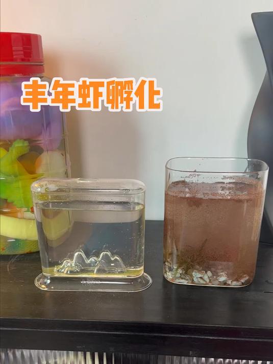 我的丰年虾啊,要怎么才能孵化啊,它是不是亚卡龙呢#测评#