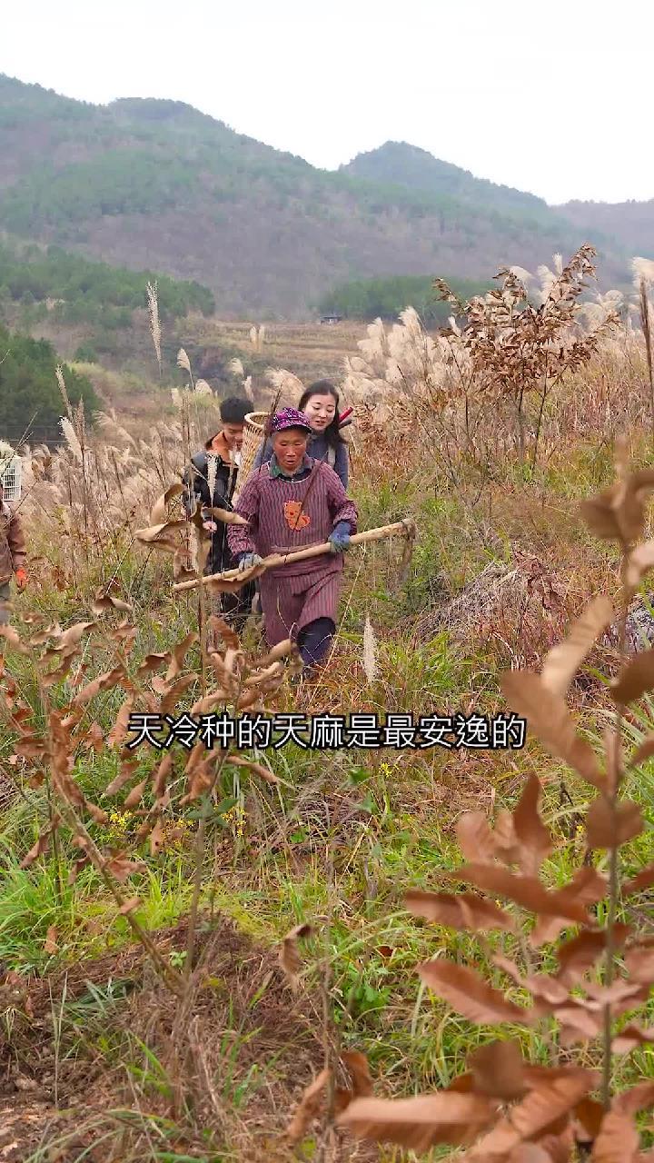 尝了几次天麻炖鸡,今天来试试天麻老鸭汤,汤汁一样的鲜美,好吃也好喝