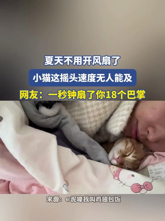 夏天不用开风扇了,小猫这摇头速度无人能及