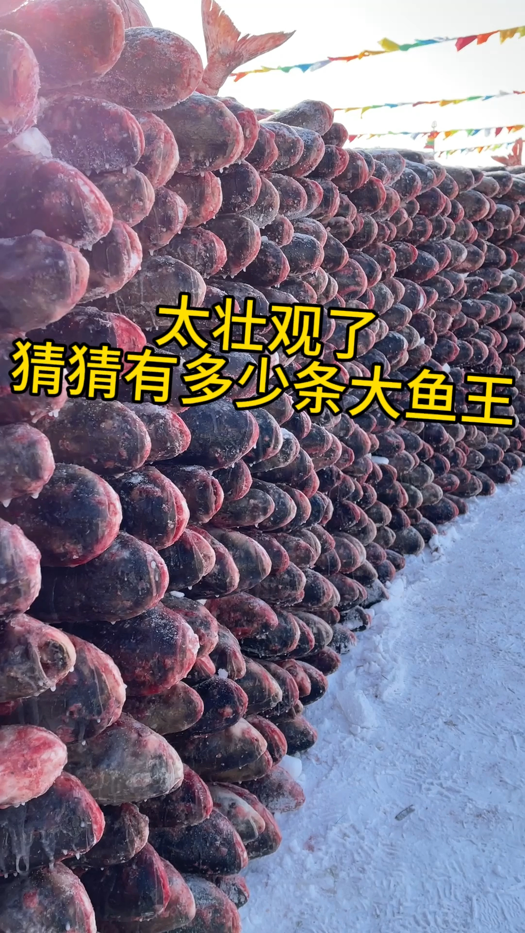 查干湖冬捕胖头鱼王