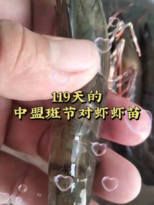 养殖利器！119天的中盟斑节对虾虾苗，实在强悍！