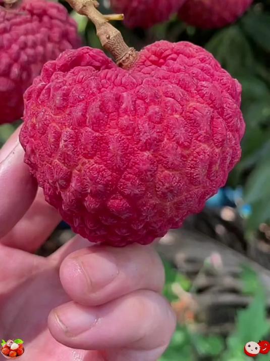 一颗塞满嘴！海南荔枝王汁多肉厚甜到心坎里