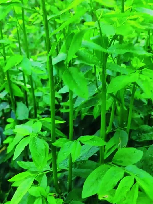 树仔菜育苗与定植的种植要点!