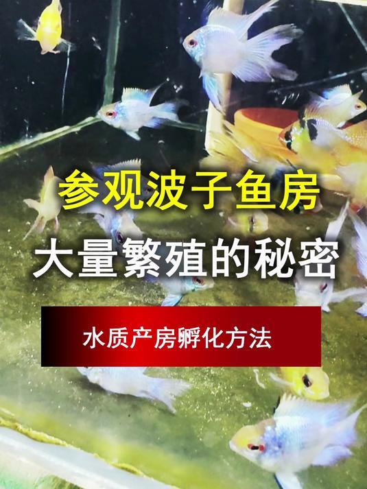 参观波子鱼房,大量繁殖鱼苗的秘密,水质产房孵化方法