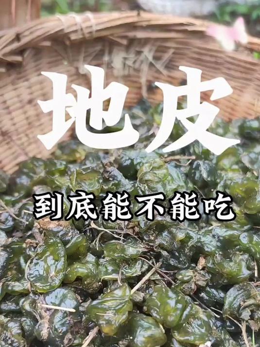 你知道地皮菜的营养价值有多高吗?