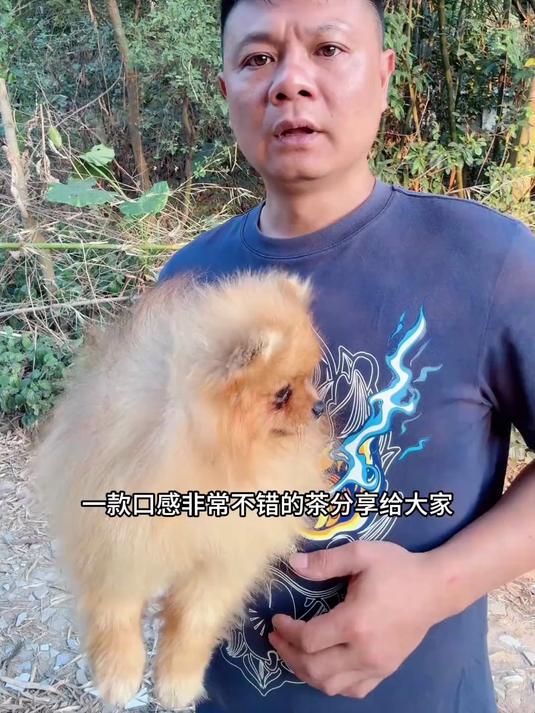 馋哭了!鸡骨草茶独特口感,越喝越上瘾