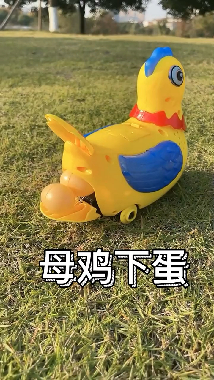 有趣的母鸡下蛋