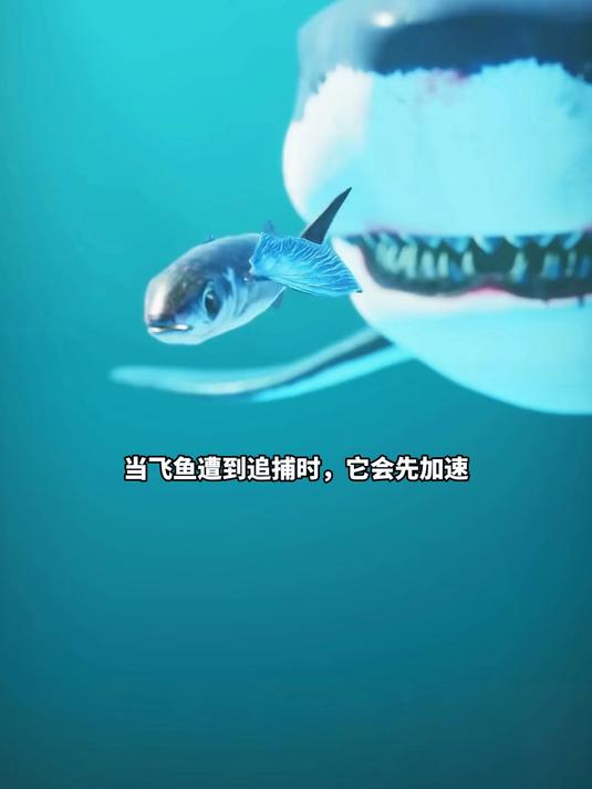 飞鱼究竟是如何 “飞行” 的