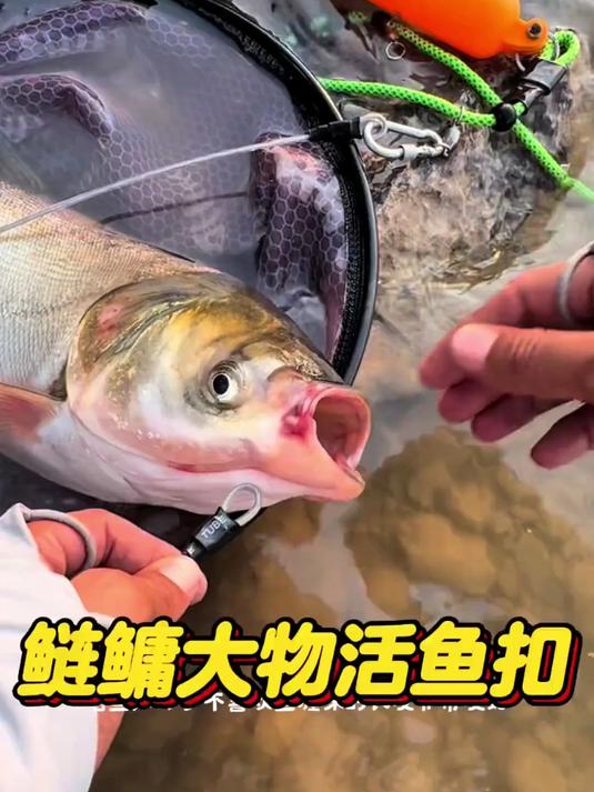 大物活鱼扣、锁鱼绳、路亚活鱼扣。比鱼护携带方便,没有鱼腥味