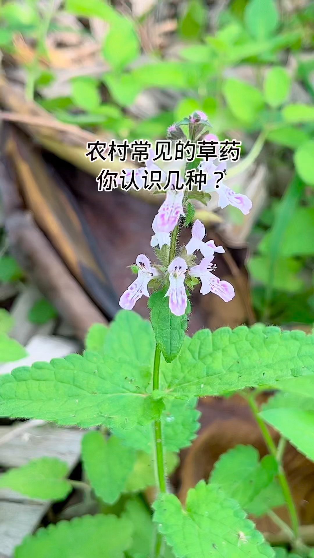 农村常见的野生草药?你认识几种?#中草药