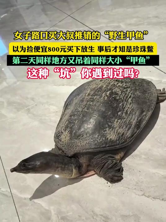 这种“坑”你遇到过吗?女子路口买大叔推销的“野生甲鱼”,不能吃,还不能放生