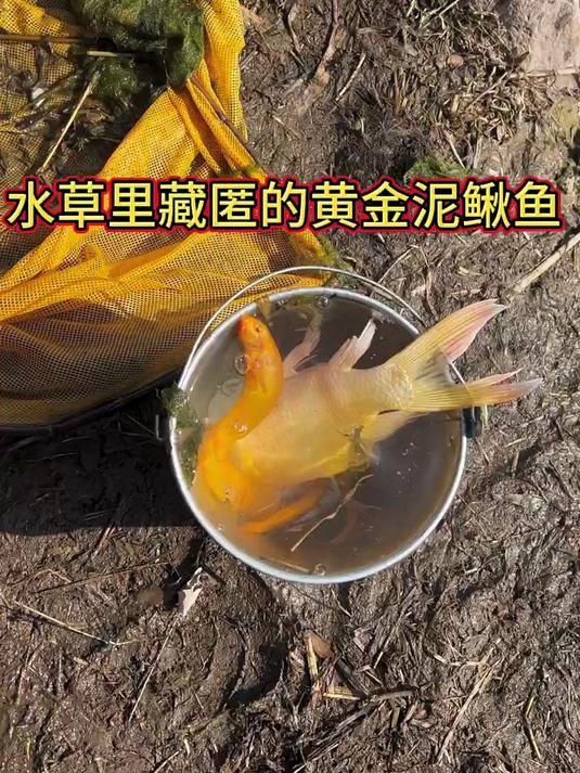 水草里藏匿的黄金泥鳅鱼